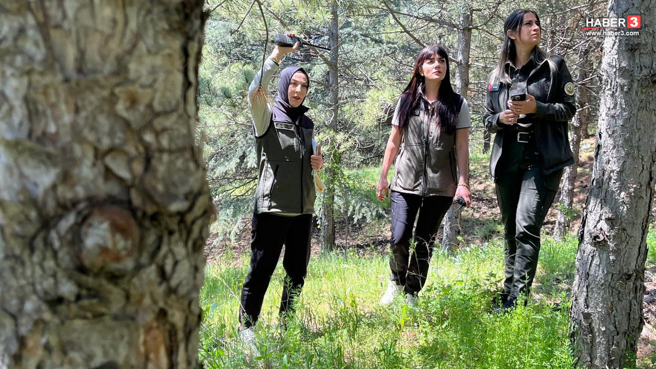 Onlar yeşil vatanın melekleri... Ormanlar kadın kahramanlarımıza emanet