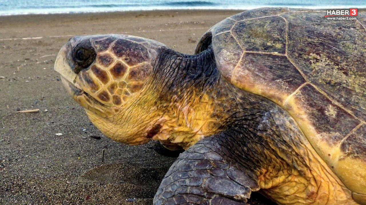 İztuzu'nda mucizevi başlangıç: Caretta carettalar ilk yuvalarını yaptı, 50 günlük maraton başladı!