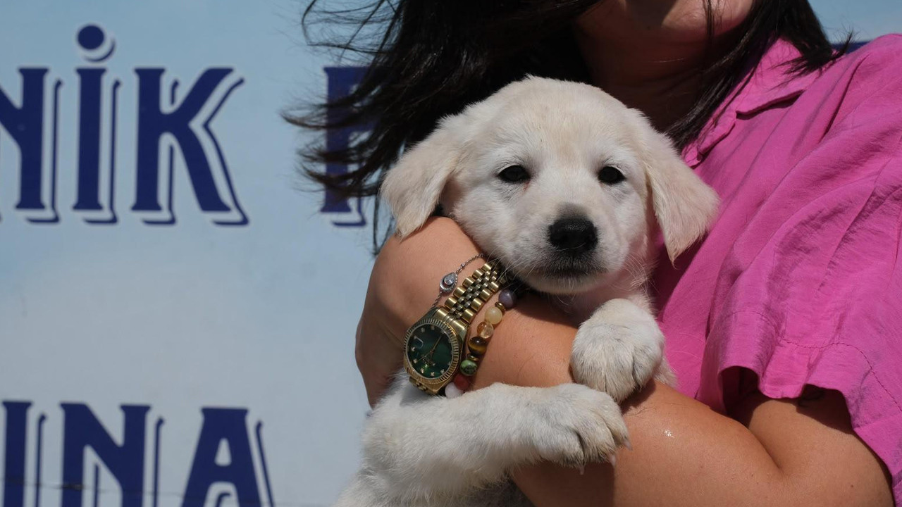 Altıeylül'de minik patiler için yuva seferberliği
