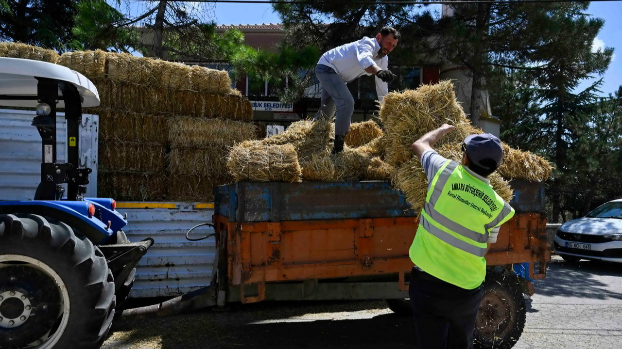 Başkent'te Ata Çiftliği’nde yapılan hasat kırsaldaki üreticiye ulaştırılıyor