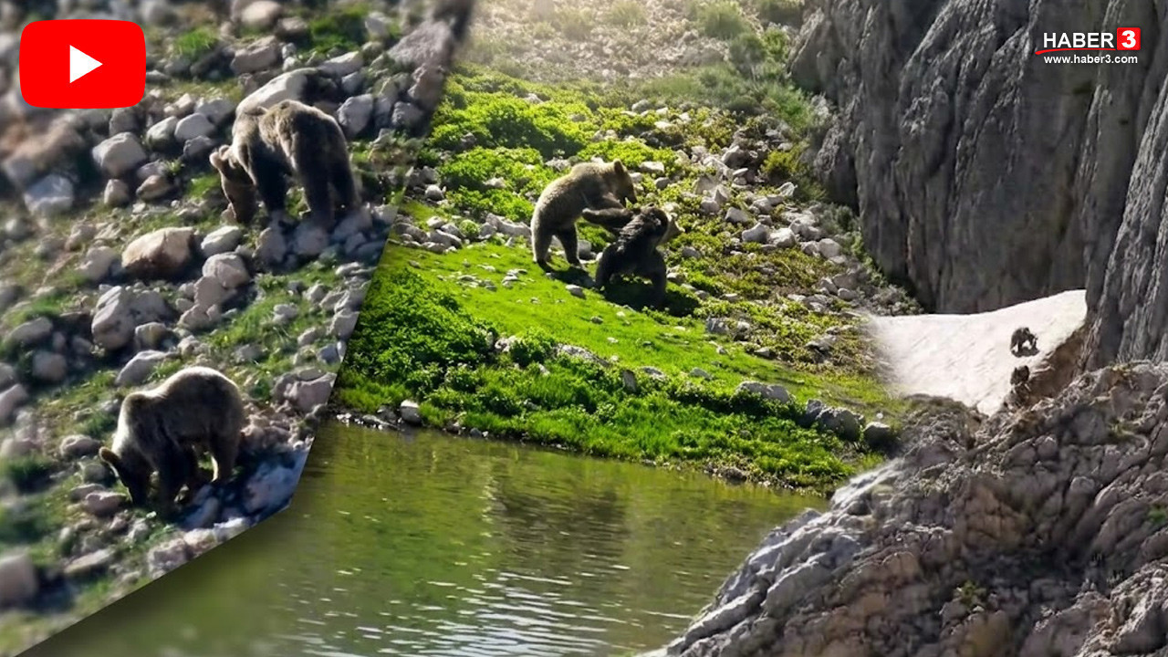 Antalya'da ayıların kar keyfi kamerada!