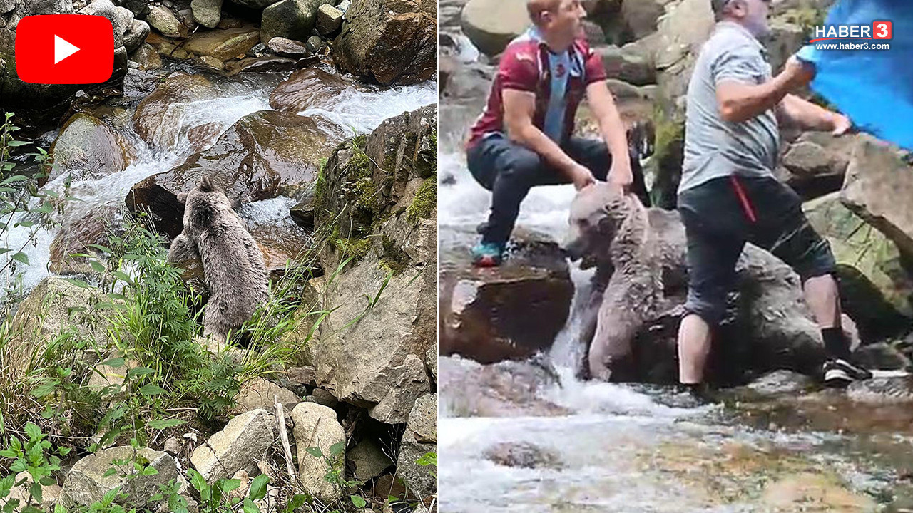 Derede mahsur kalan bozayı için mahalleli seferber oldu: Kurtarma operasyonu kamerada