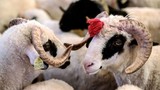 Kurban Bayramı tatili kaç gün olacak? Karar verildi