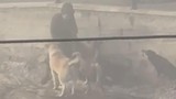 Yine başıboş köpekler, yine dehşet!