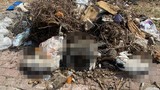 Antalya'da katliam: Onlarca kediyi katlettiler!