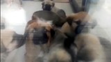 Sahiplenme bahanesiyle evine aldığı köpekleri katleden şüphelinin ifadesi ''pes'' dedirtti