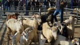 Bir ilimizde şap alarmı: 15 mahalle karantinaya alındı