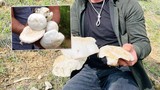 İşte Türkiye'nin dağda kendi kendine yetişen en doğal protein deposu...