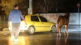 Belediyenin başıboş at ihbarına yanıtı olay oldu