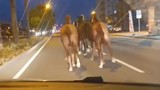 Çiftlikten kaçan yarış atları otoyolu birbirine kattı