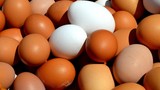 Sofralık yumurta ihracatına ''kısmi'' muafiyet geldi