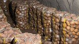 Bize patates diye tam 2 bin 223 ton 150 kiloluk zehir satmışlar!