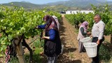 Hiç masrafı yok! Türkiye'nin ''yeşil hazinesi'' kilosu 200 liradan satılıyor