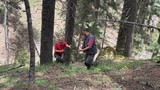 Doğada kendiliğinden yetişiyor, yerini bulan sır gibi saklıyor