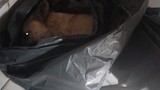 Vukuatlı belediyede bir hayvan katliamı daha: Onlarca hayvanI ilaçla öldürdüler!
