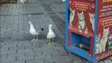 İstanbul'un en sempatik dolandırıcısı suçüstü yakalandı
