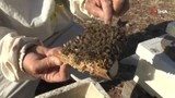 Doktorun annesine ''bal tüket'' tavsiyesiyle hem kendi işinin patronu hem de bal kralı oldu!