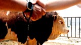Türkiye'nin ''şampiyon'' tosunu araba fiyatına satıldı