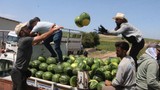 Adana karpuzunda hasat başladı! İşte fiyatı...