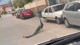 Trafikte yolun ortasında tavus kuşu sürprizi