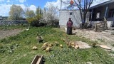 Türkiye'nin kışı evlerde geçiren en sevimli ve en lezzetli altınları doğaya kavuştu