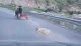 Köpeği motosiklete bağlayıp metrelerce sürüklediler!