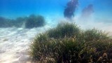 Marmara Denizi'nde suların metrelerce altındaki gizli cennet bahçesi yok oluyor!