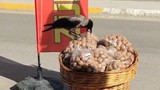 Esnafın başının ''tatlı belası'' kameralara yakalandı