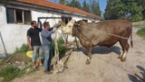 Fiyatı 2. el otomobillerle yarışan dev boğayı gören inanamadı