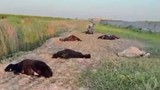 Bu cinayet değil katliam: Arazi anlaşmazlığında onlarca bebeği annesiz bıraktılar!
