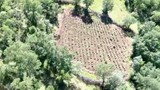 İHA'larla dev uyuşturucu operasyonu: Yakalanan miktara inanamayacaksınız!