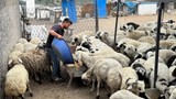 Kurbanlık seçerken karnı şiş olan koyunlara dikkat!