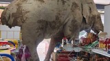 Canı abur cubur çeken fil markete daldı; ortalık bir anda karıştı!