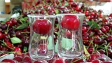 ''Lapseki Devi'' olarak ünlenen eşsiz meyvenin kilosu 700 TL'ye kadar ulaştı!