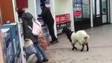 İnsanlardan aradığı ilgiyi göremeyen inatçı keçi kasadaki paraları alıp kaçtı