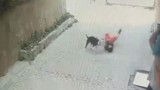 Yine Pitbull yine dehşet! Küçük çocuğa saldırdı
