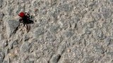 Uğur böceğine benziyor ama hiç masum değil!