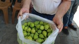 Türkiye'nin eşsiz lezzeti ''ilekleme''de sezon başladı