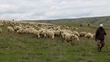 Hayvancılıkta gelinen son nokta: Türkiye çoban ithal edecek