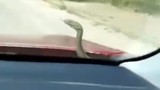 Aracındaki kaçak yolcu kendisini de sosyal medyayı da hayretler içerisinde bıraktı!