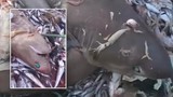 Balıkçıların paylaştığı görüntüler ortalığı karıştırdı! Rezervasyonlar bir bir iptal edildi