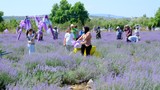 Altıeylül'de mor bir rüya; Altıeylül 3. Lavanta Günleri başlıyor