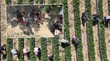 Mahallenin tek geçim kaynağı: Kırmızı elmas hasadı gecikmeli başladı