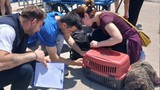 Hayvan sahipleri dikkat! Marmara ve Avşa adalarında yasak kararı