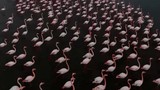 Van'ın gizli cennetinde konaklayan ve güzellikleriyle büyüleyen narin misafirler kamerada