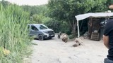 Ayı ailesinden belgeselcilere kötü sürpriz: Kamp alanın bastılar!