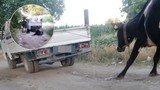 Fotoğraftaki gerçek büyükbaşı görüyor musunuz ? Dört ayaklı olan değil, 2 ayaklı olan!