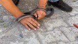 Türkiye'nin yılan avcısı Yılancı Kemal'i bir kez daha yılan ısırdı!