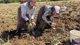 Türkiye'nin dünyaca ünlü şifa kaynağında hasat dönemi başladı