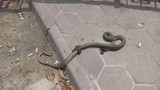 Bir yılan saldırısı daha... Bacağını ısıran yılanla hastaneye gitti